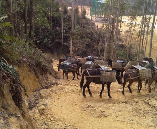 从化区马帮山路运输
