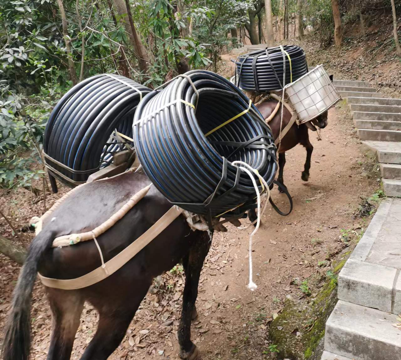 从化区马帮运输