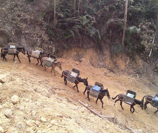 从化区山路马帮运输