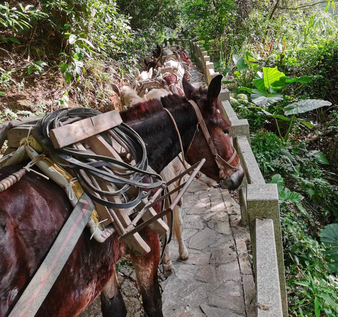 从化区马队运输