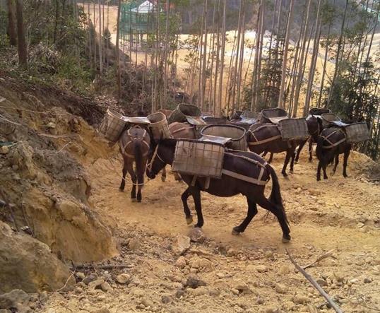 从化区山区马队运输