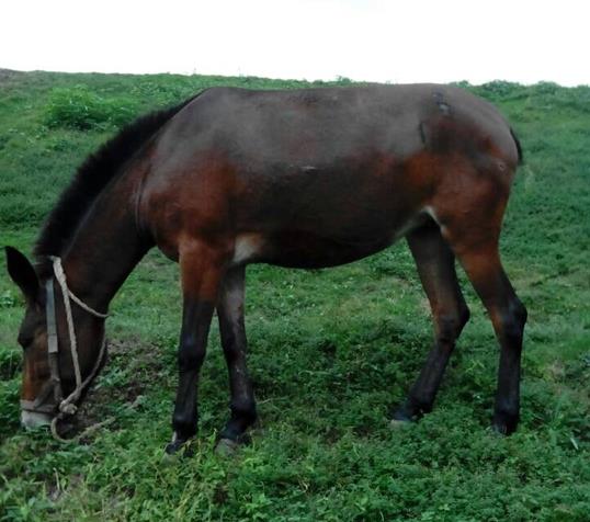 从化区骡马搬运