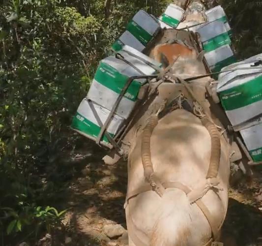 从化区骡马山路运输