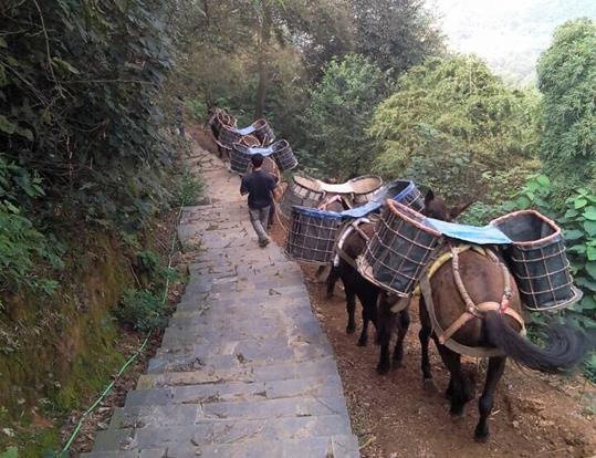 从化区骡马运输电话