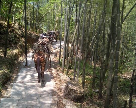 从化区山区骡马运输