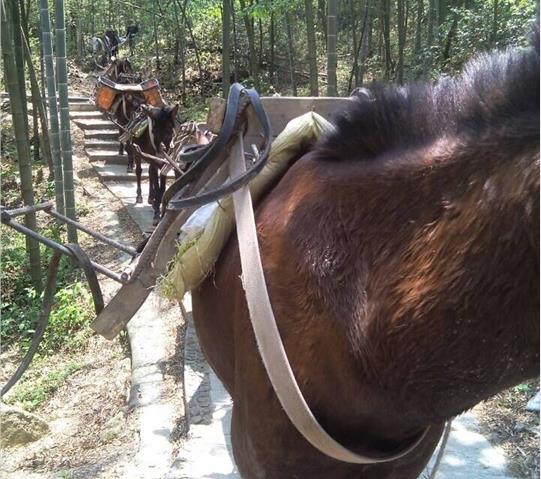 从化区骡马队运输