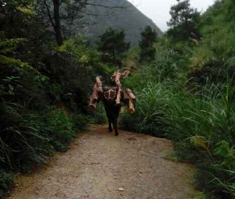 从化区骡马运输