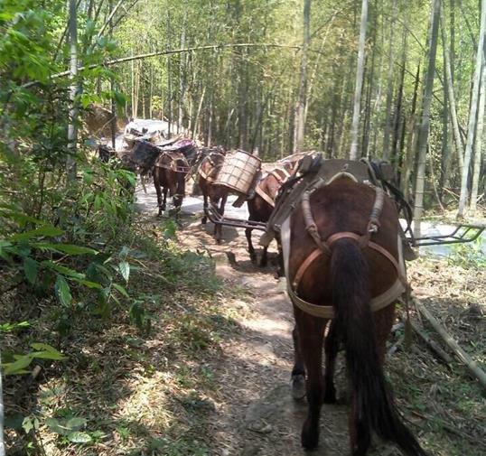 从化区骡马运输公司