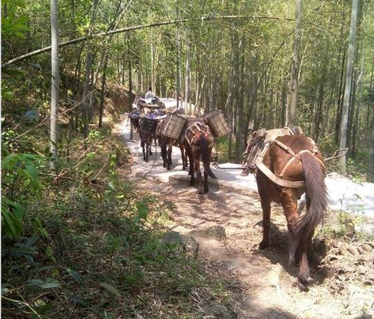 从化区马帮运输电话
