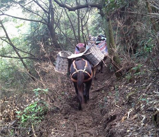 从化区马帮运输公司