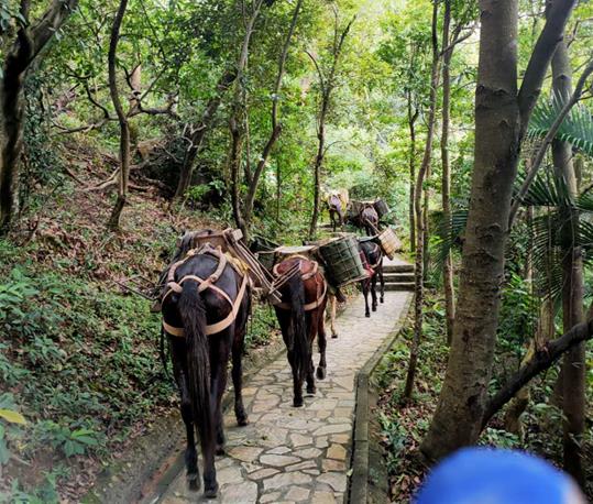 从化区马队运输电话