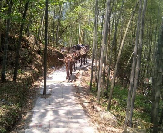 从化区马队运输公司