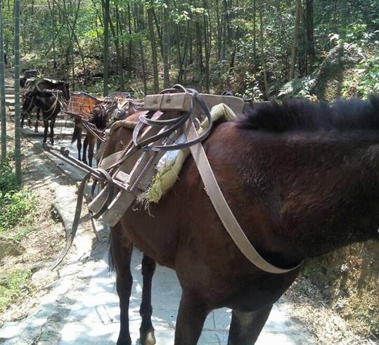 从化区山路骡马运输